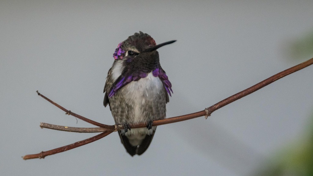 Costa's Hummingbird - Lee-Hong Chang