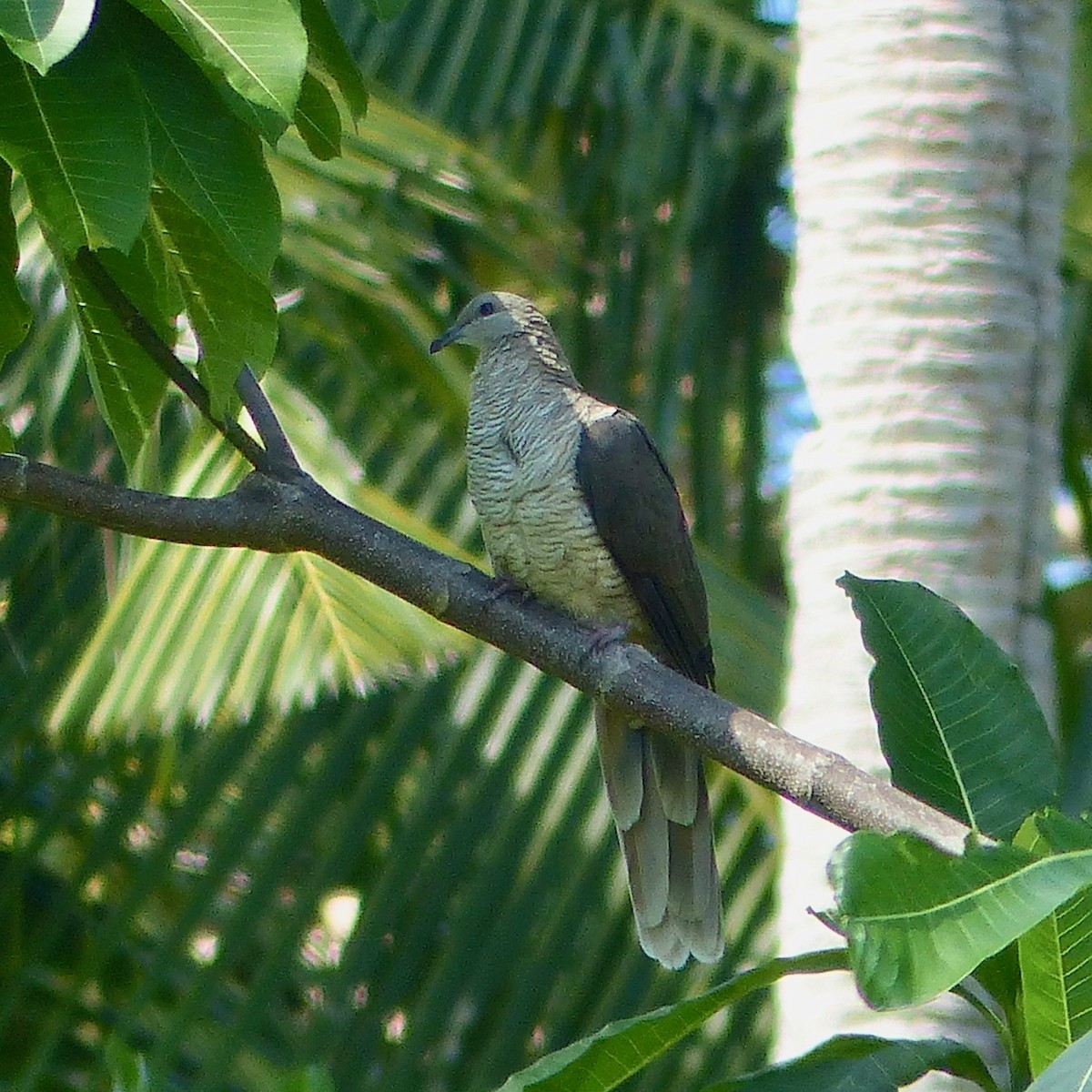 Flores Sea Cuckoo-Dove - ML609231365
