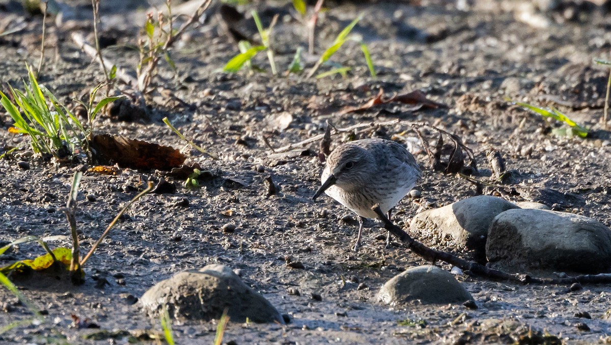 White-rumped Sandpiper - ML609231791