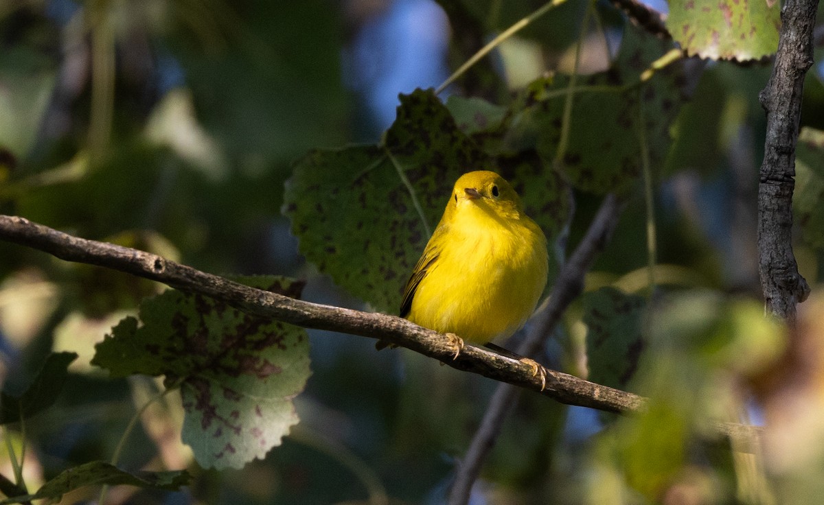 Yellow Warbler (Northern) - ML609231798