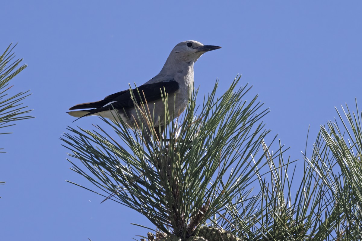 eBird Checklist 24 Sep 2023 Johnson Lake SRA 5 species