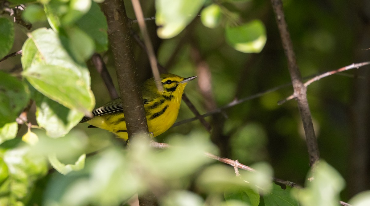 Prairie Warbler - ML609231865