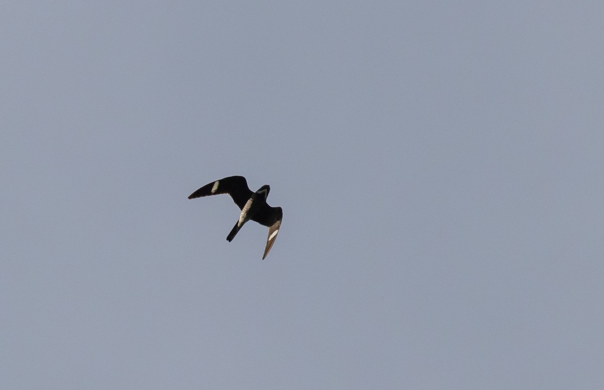 Common Nighthawk - ML609231973