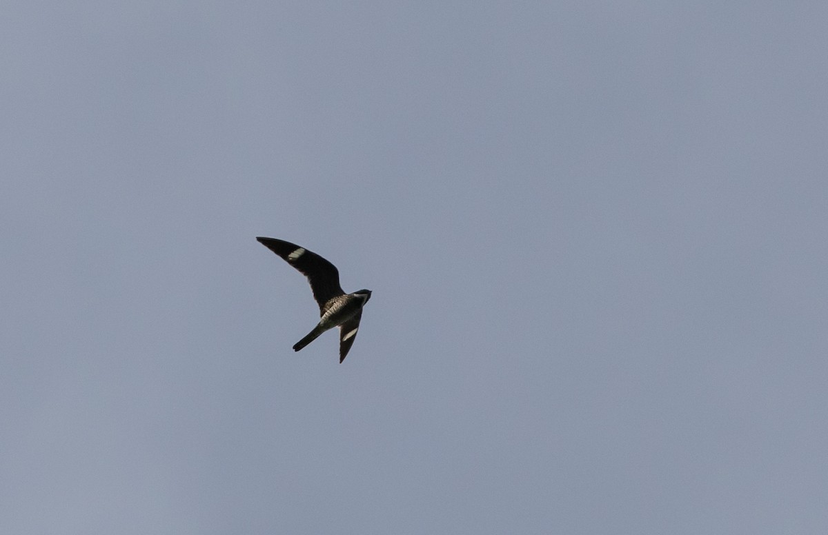 Common Nighthawk - ML609231975