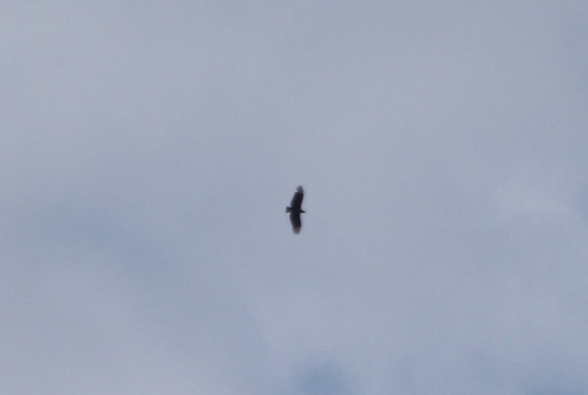 Black Vulture - ML609231981