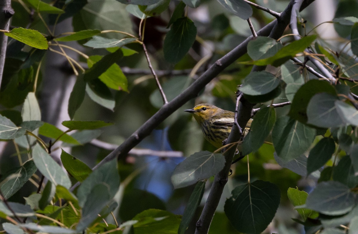 Cape May Warbler - ML609232049