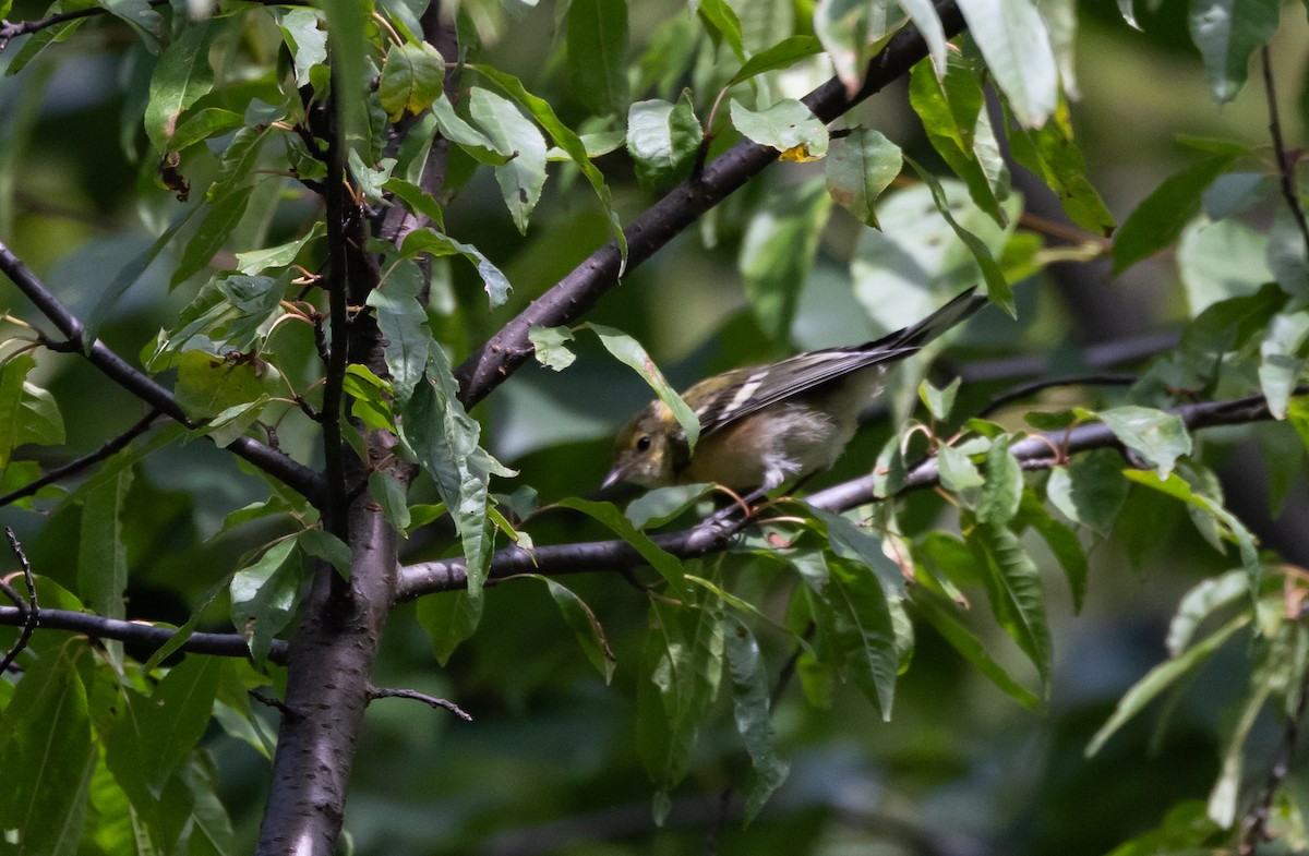Bay-breasted Warbler - ML609232052