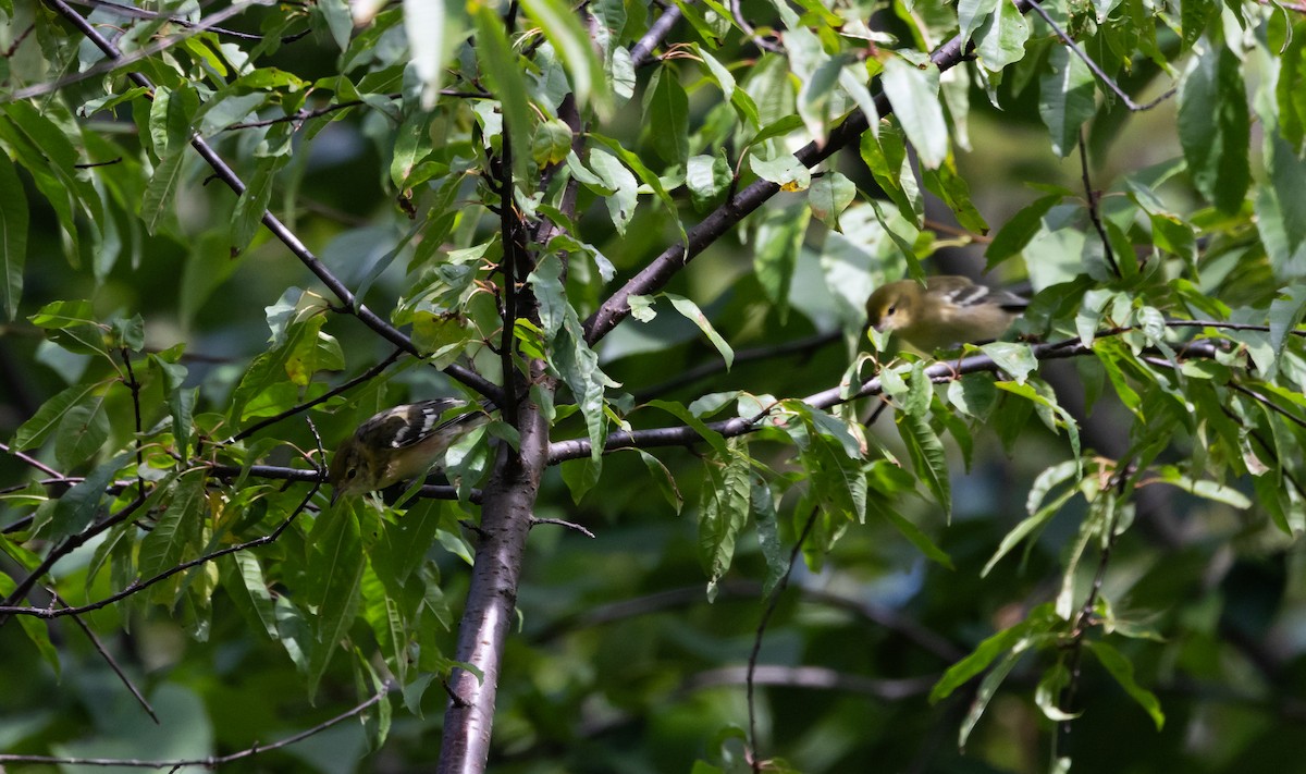 Bay-breasted Warbler - ML609232053
