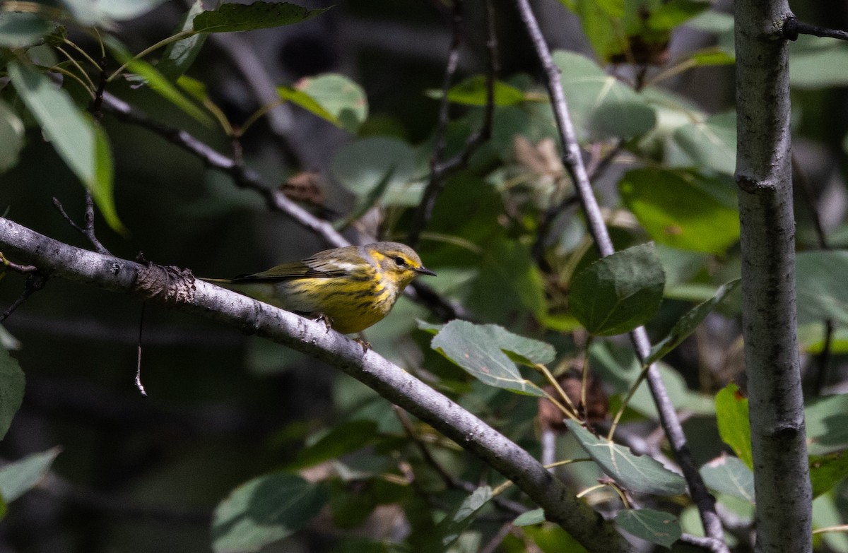 Cape May Warbler - ML609232056