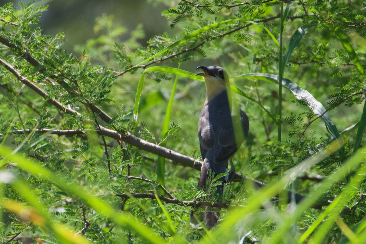 Mangrove Cuckoo - John van Dort