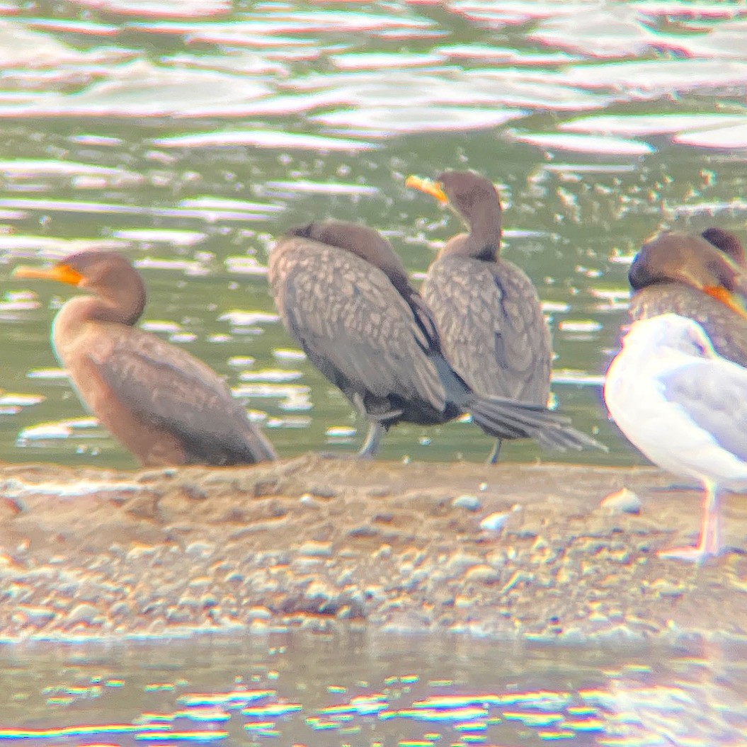 Double-crested Cormorant - ML609232272