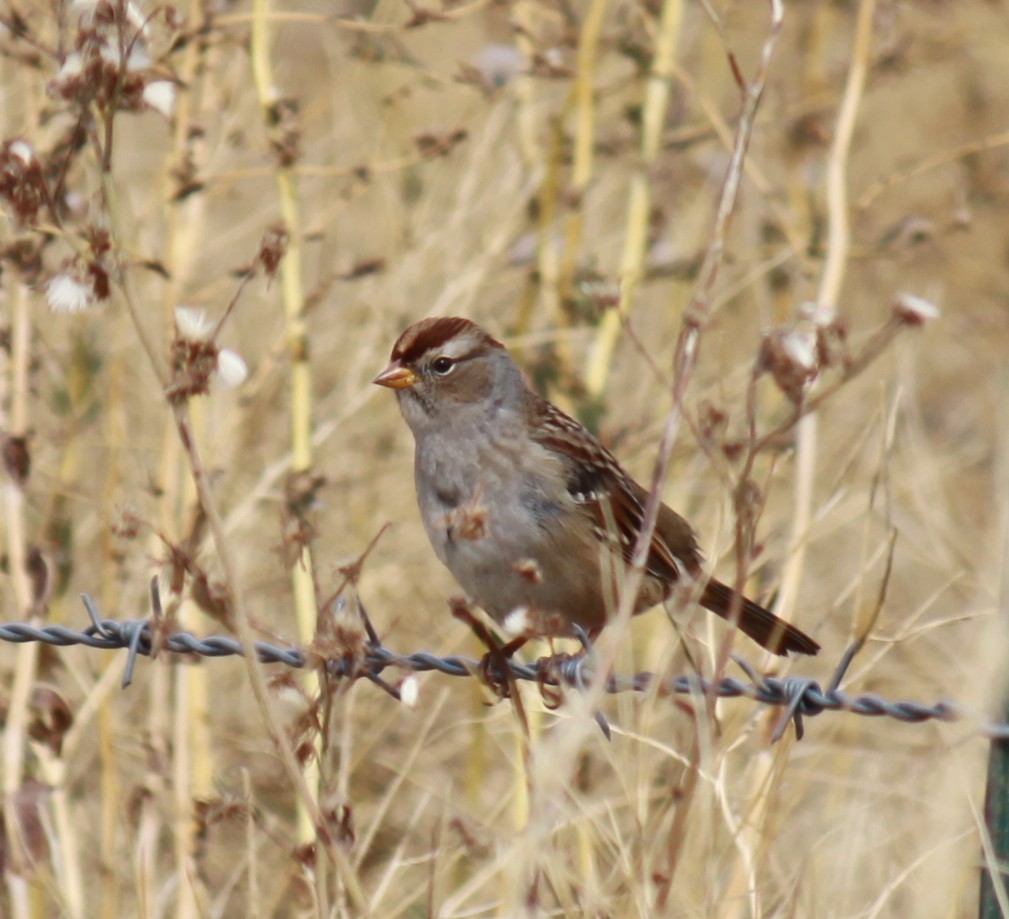 White-crowned Sparrow - ML609232302
