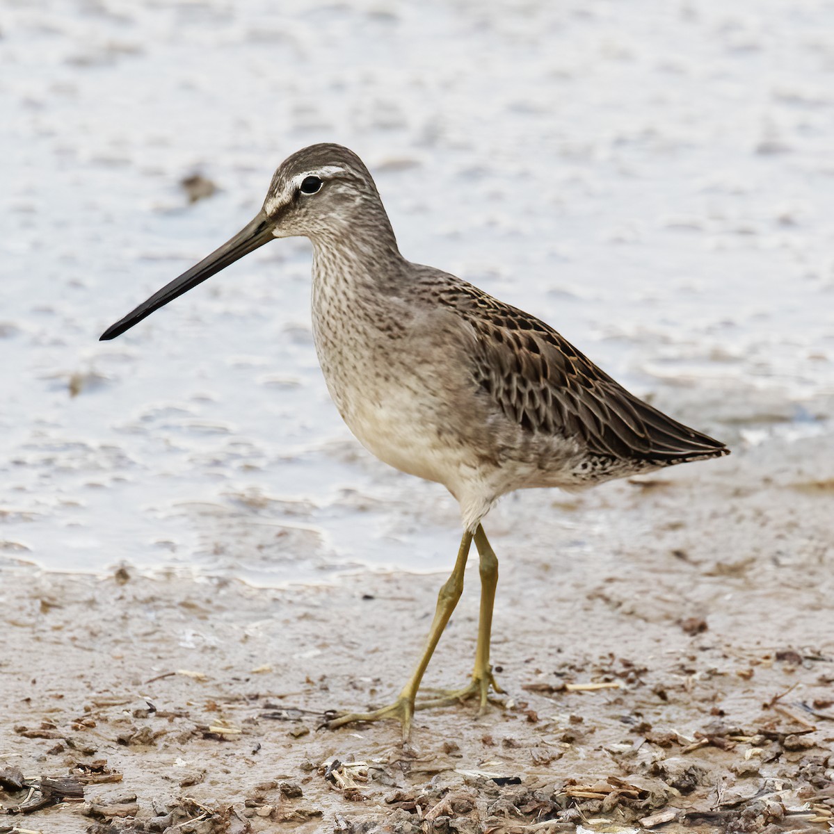 Long-billed Dowitcher - ML609232371