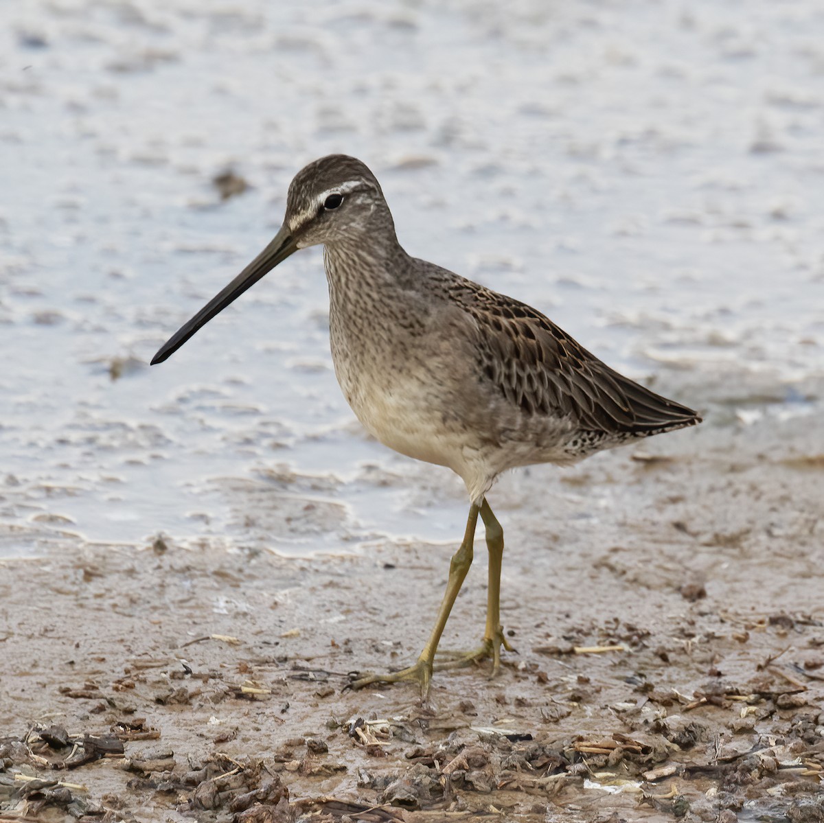 Long-billed Dowitcher - ML609232372