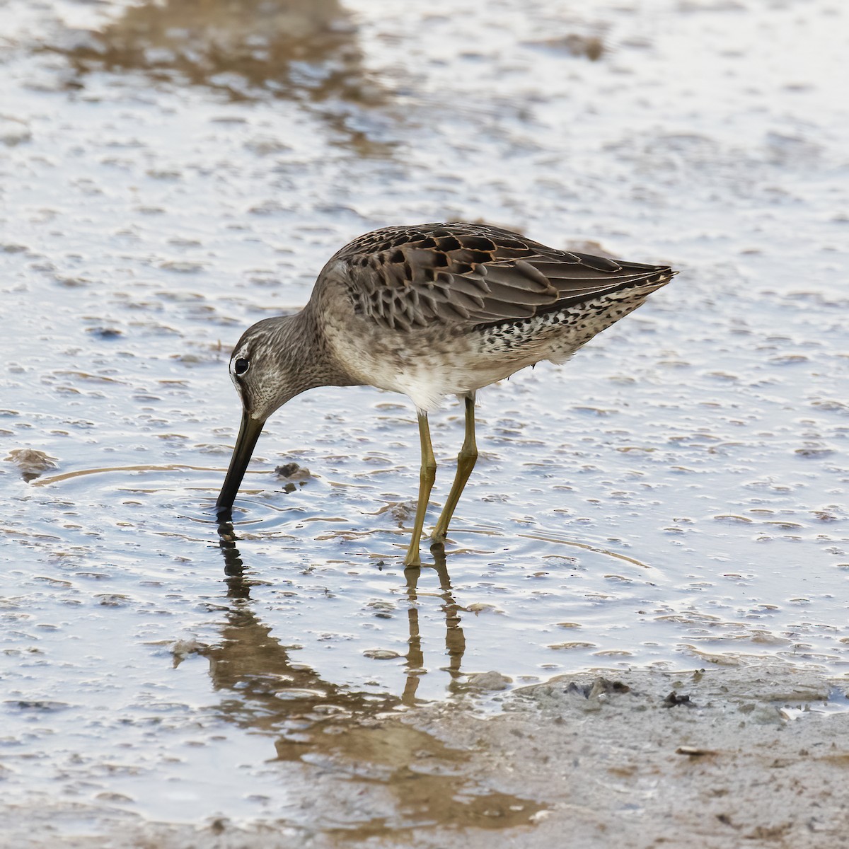 Long-billed Dowitcher - ML609232373