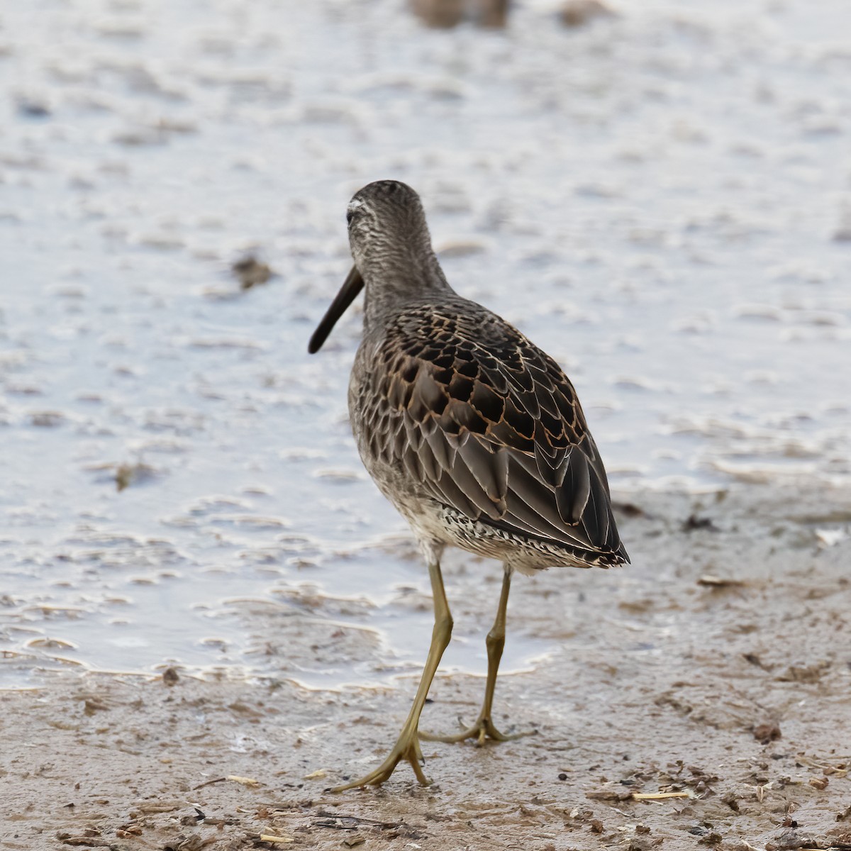 Long-billed Dowitcher - ML609232374