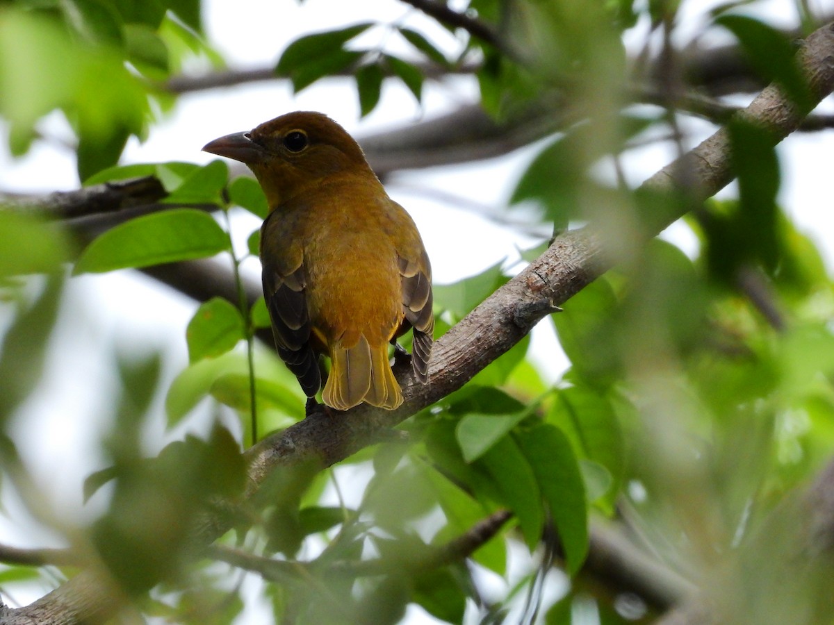 Summer Tanager - Amy Grimm