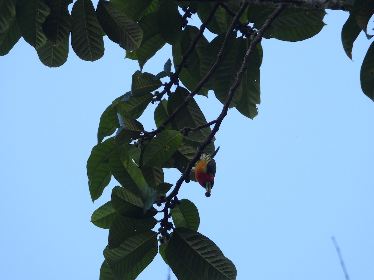 Red-headed Barbet - ML609232574