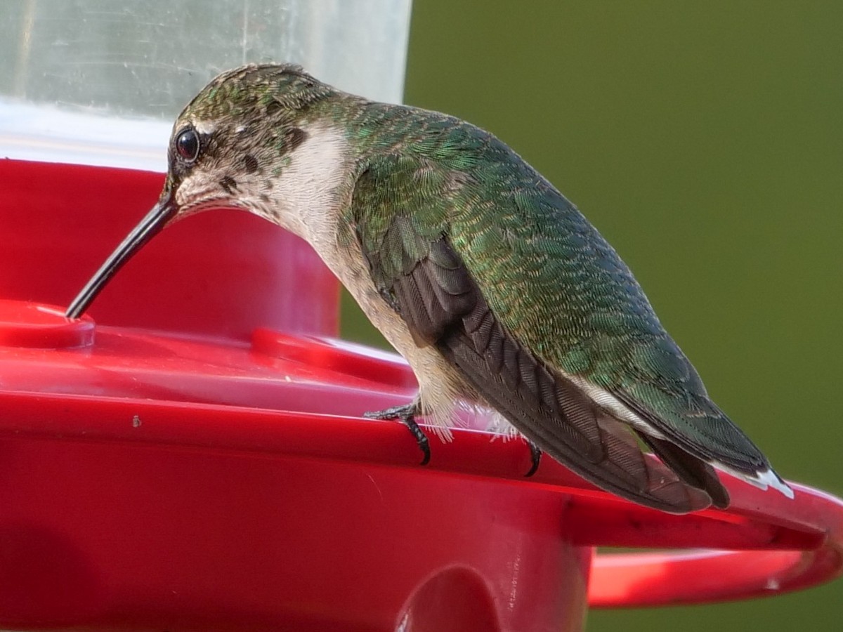 Ruby-throated Hummingbird - ML609232602