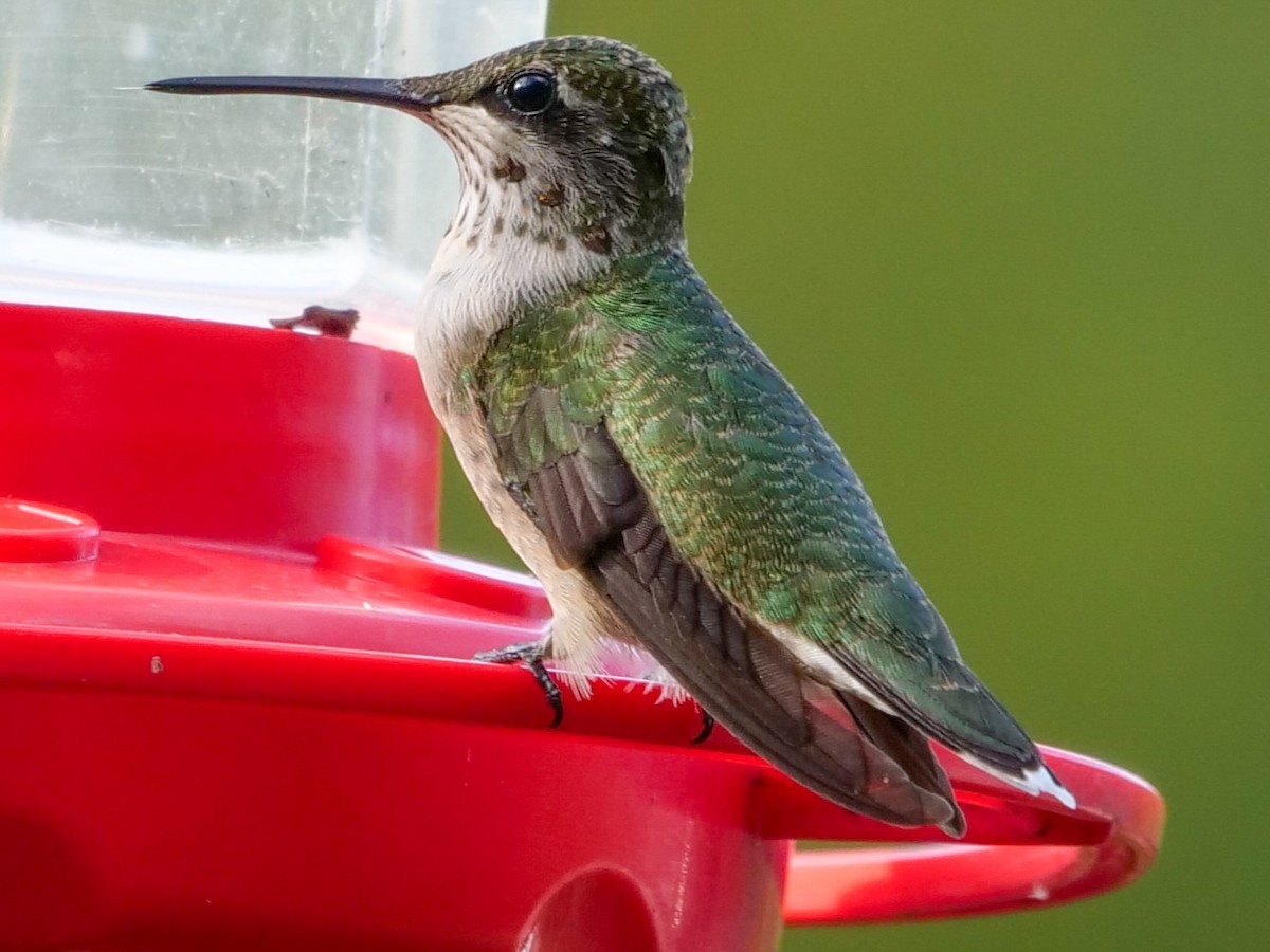 Ruby-throated Hummingbird - ML609232603