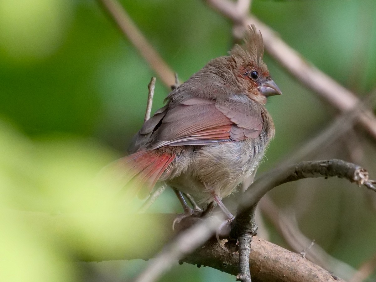 Northern Cardinal - ML609232628