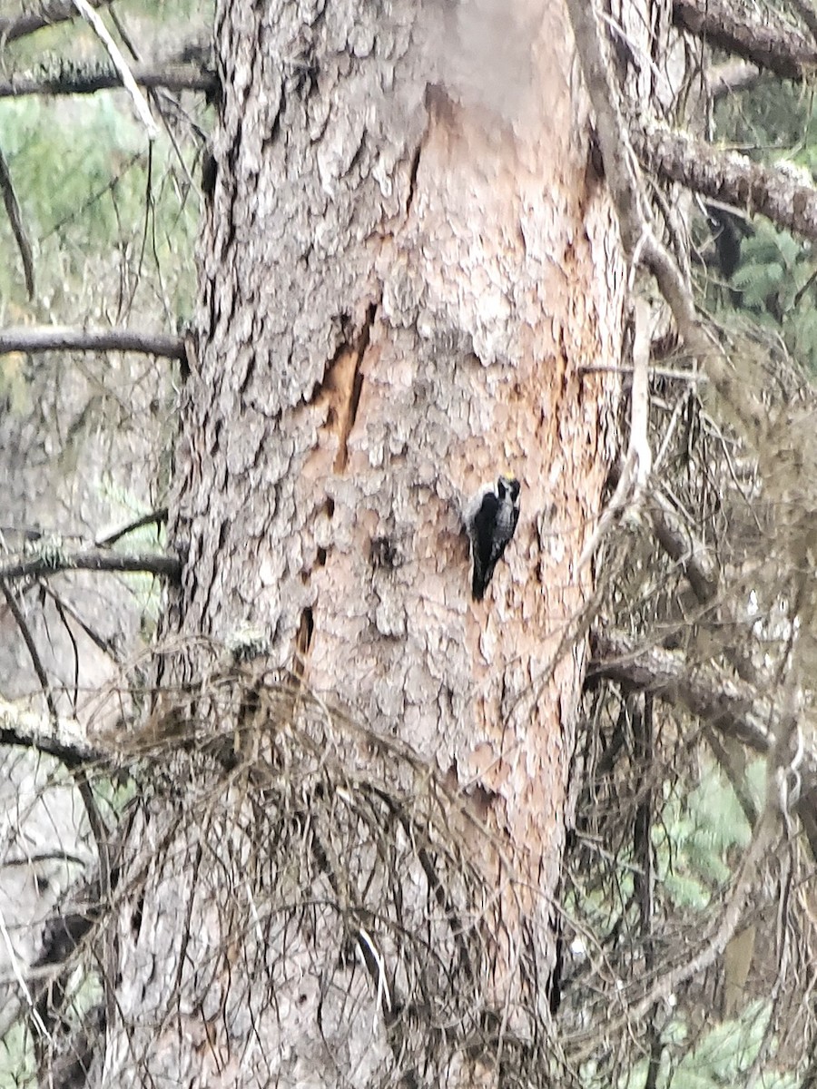 American Three-toed Woodpecker (Northwest) - ML609233034
