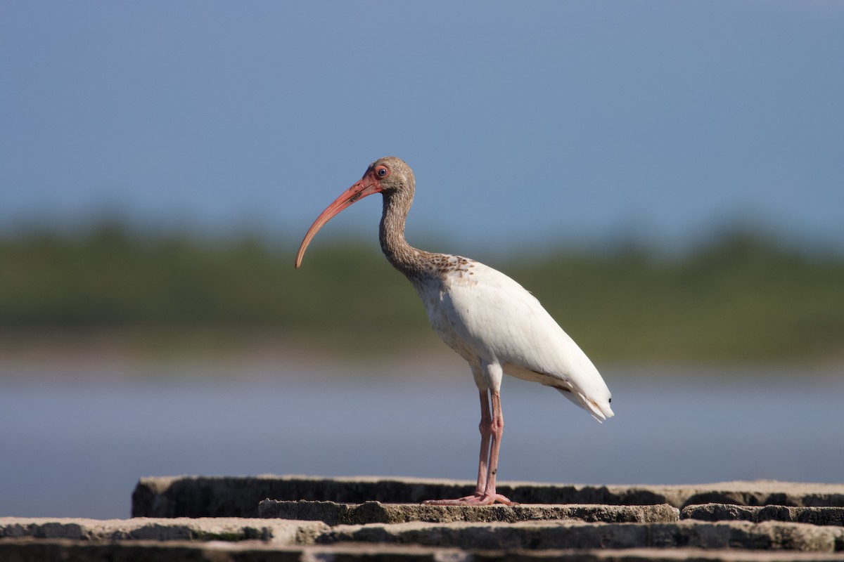 ibis bílý - ML609233495