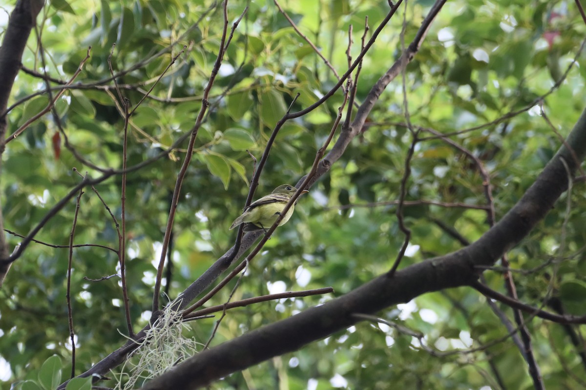 eBird Checklist 24 Sep 2023 Mead Botanical Gardens 39 species