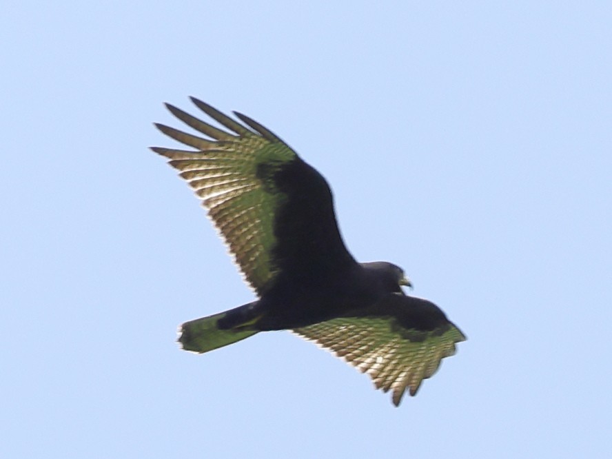 Short-tailed Hawk - ML609233966