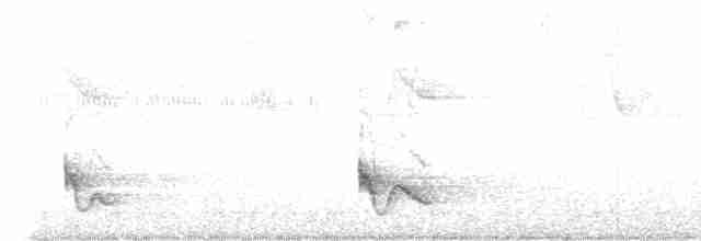 Swallow-tailed Manakin - ML609234006