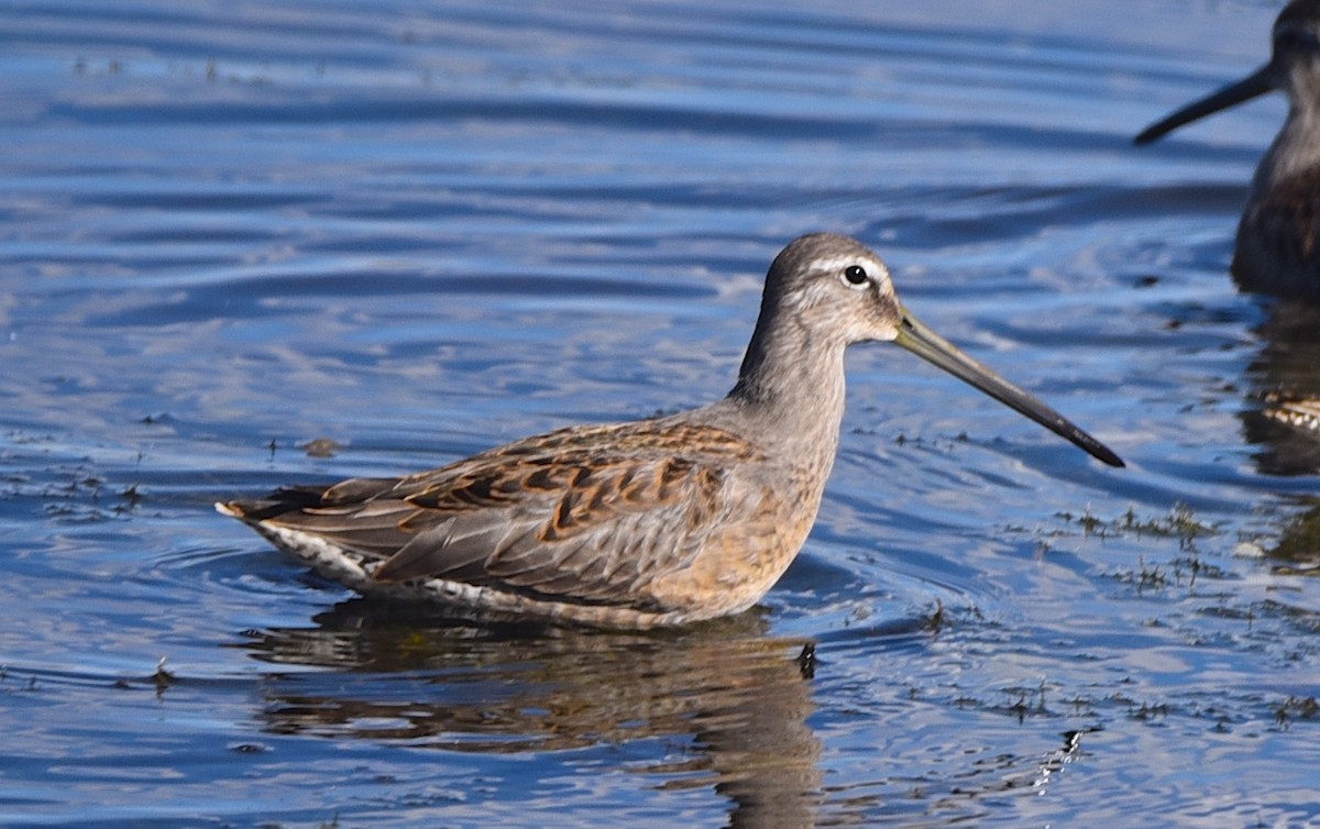 Long-billed Dowitcher - D & I Fennell