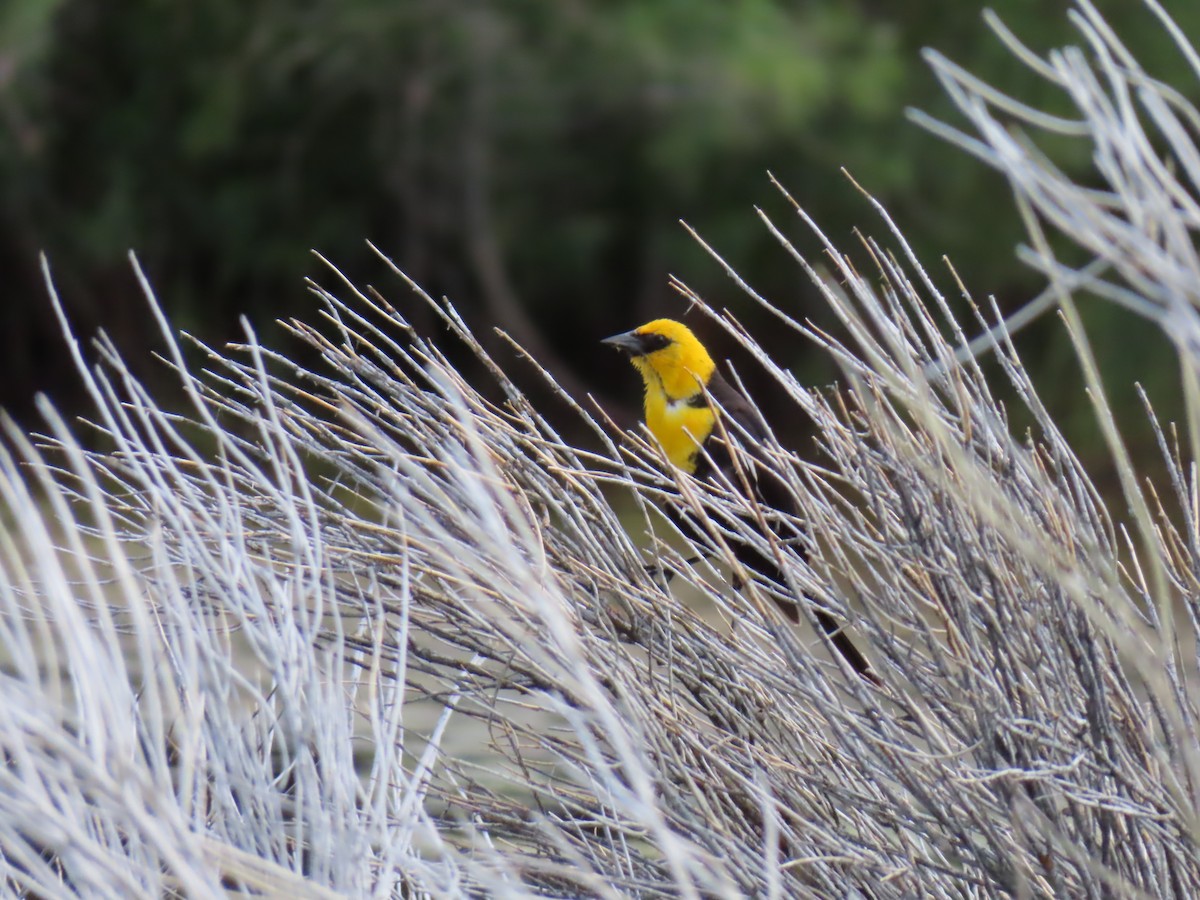 Yellow-headed Blackbird - ML609234426
