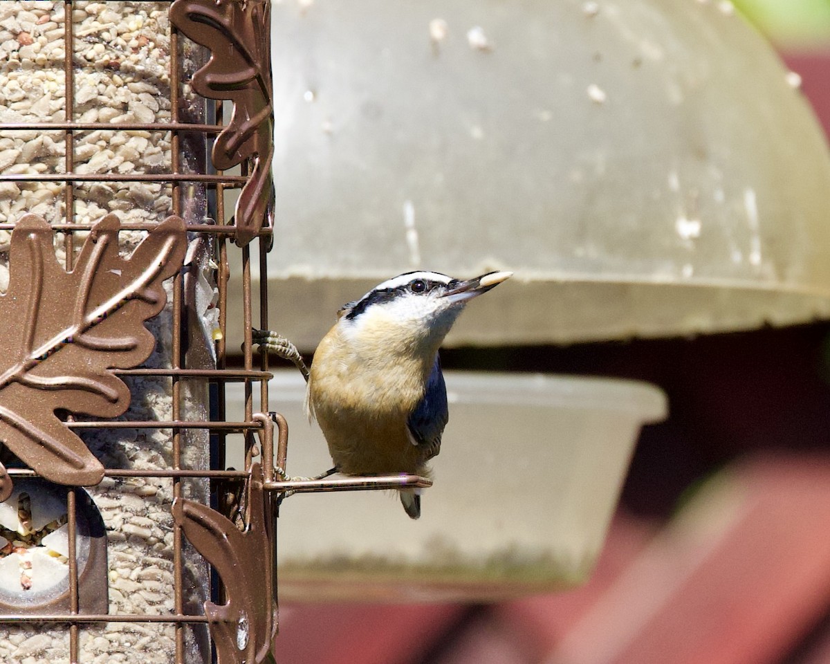 Red-breasted Nuthatch - Dave Bengston