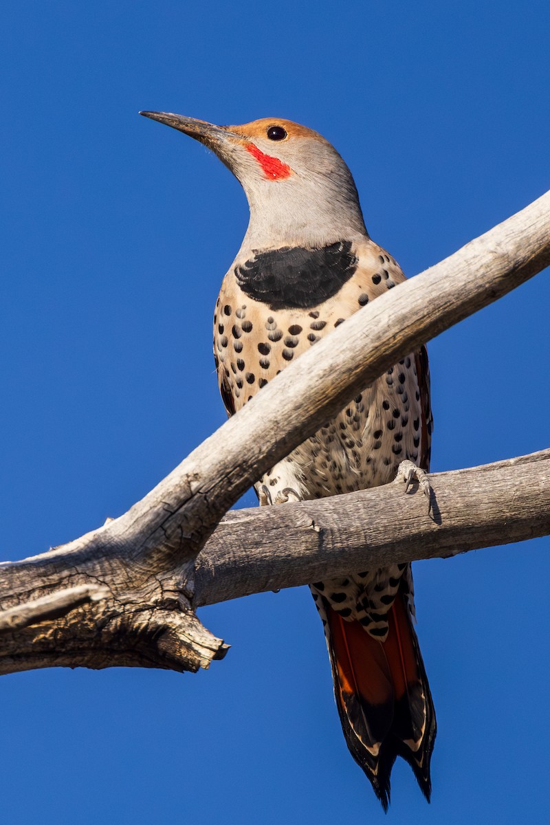 Northern Flicker (Red-shafted) - ML609234851