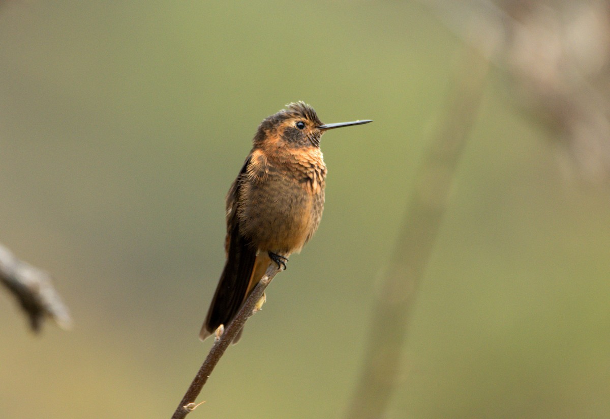 kolibřík duhovohřbetý - ML609235095