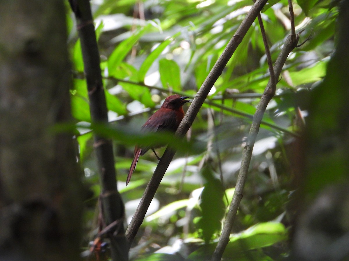 Red-throated Ant-Tanager - ML609235197