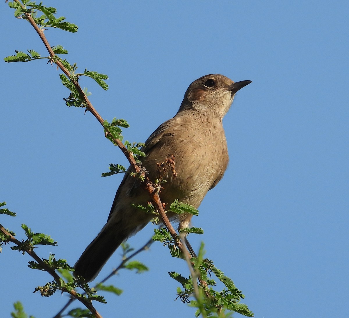 Brown-tailed Chat - ML609235236