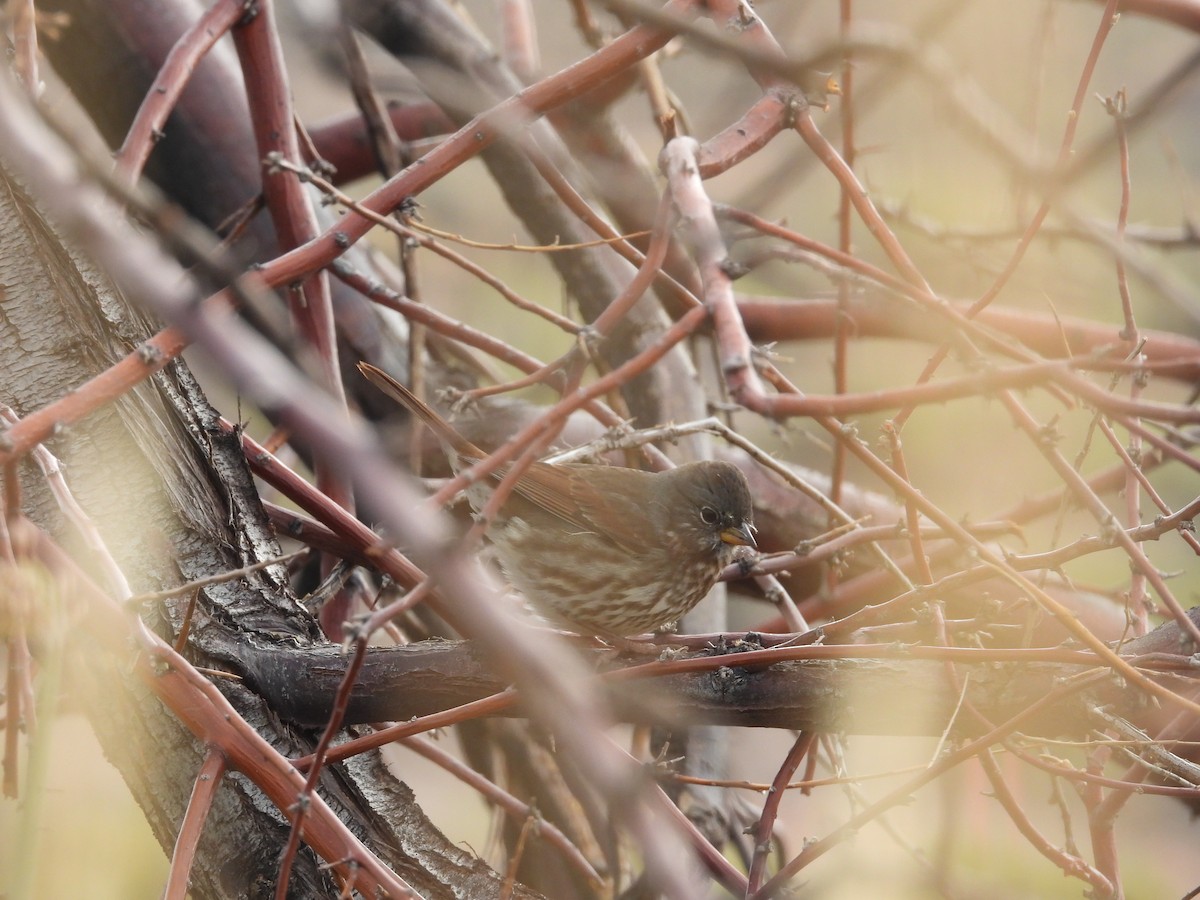 Fox Sparrow (Slate-colored) - ML609235530