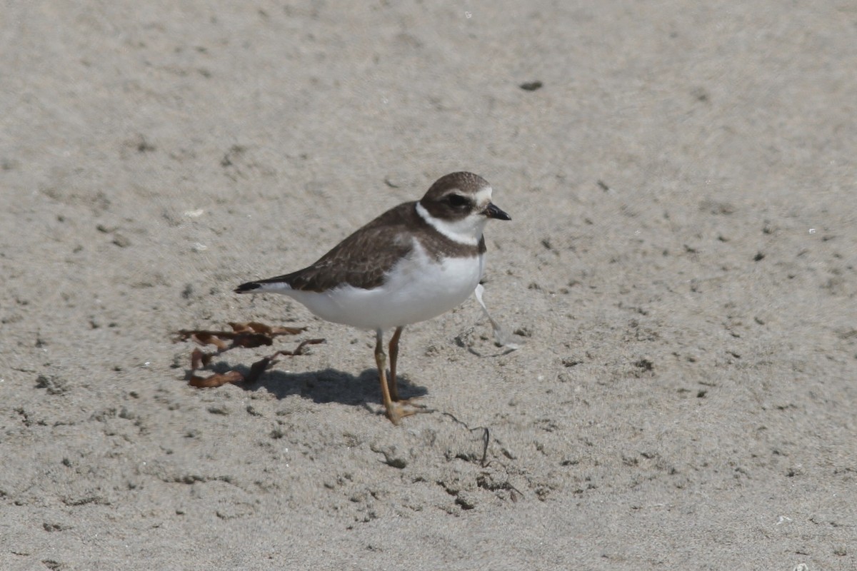 Semipalmated Plover - ML609235998