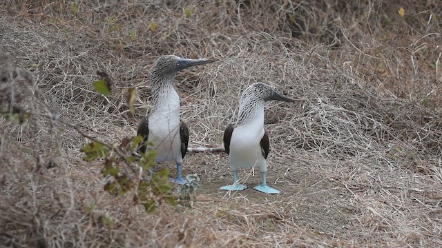 Blue-footed Booby - ML609236312