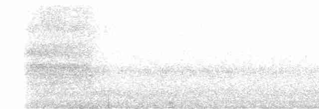 sova temná (ssp. tenebricosa/arfaki) - ML609236531