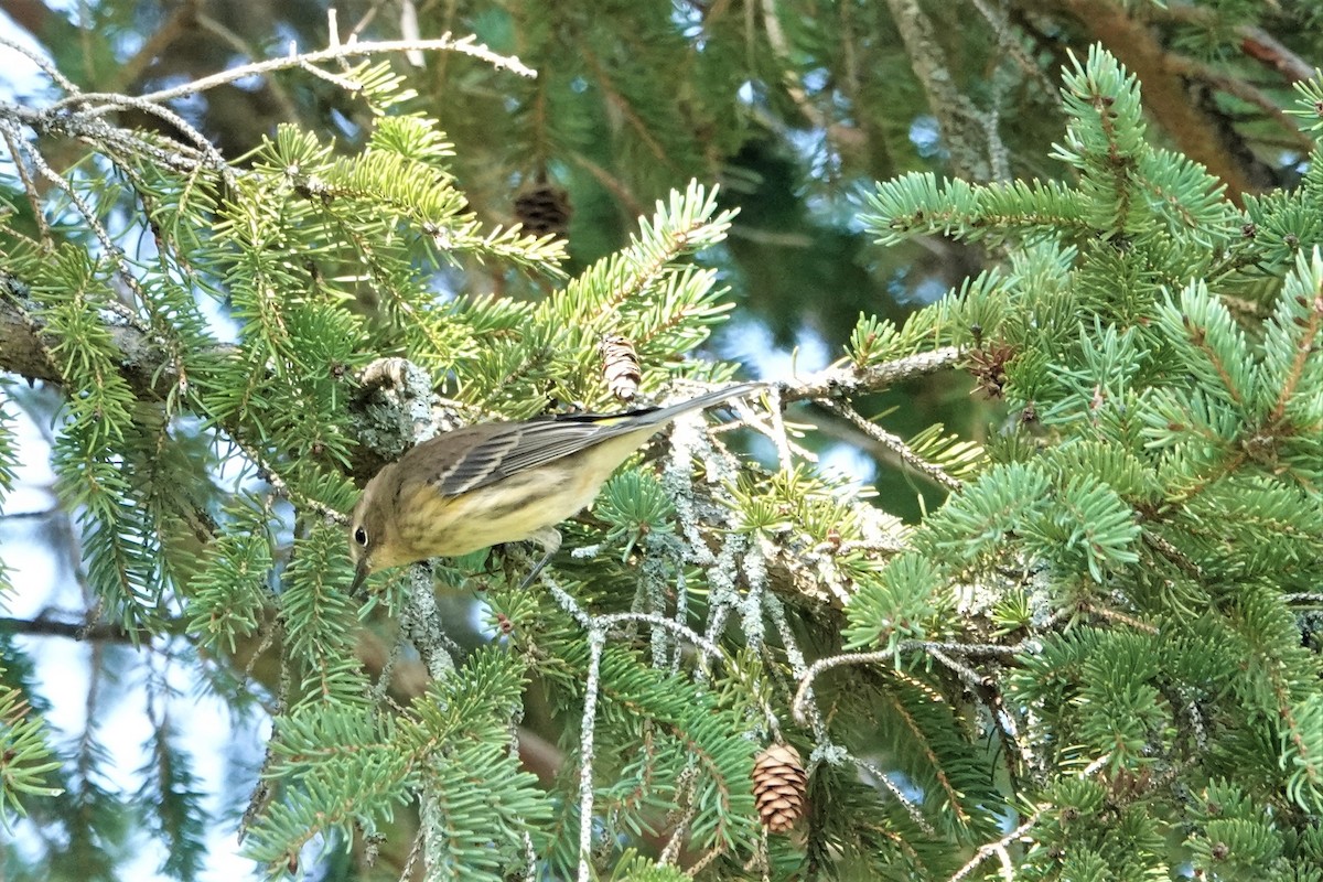 Yellow-rumped Warbler (Myrtle) - ML609236914