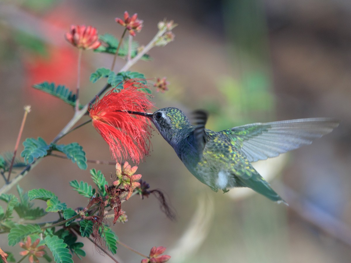 Broad-billed Hummingbird - ML609237037