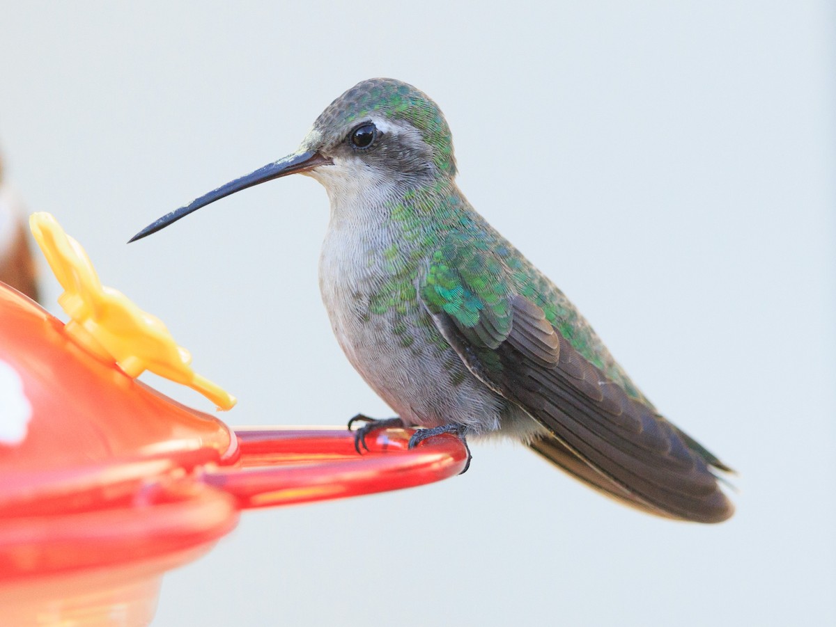 Broad-billed Hummingbird - ML609237040