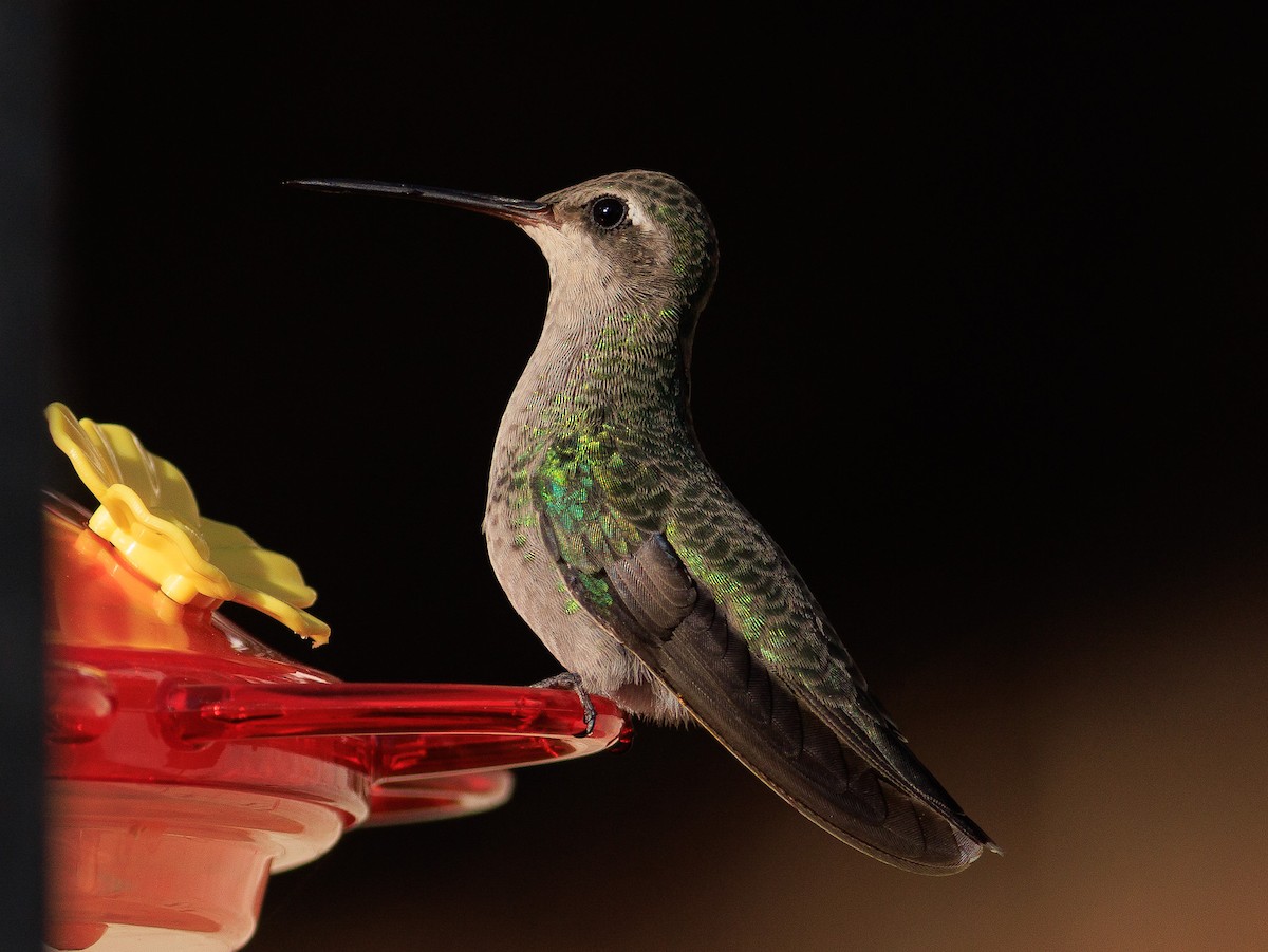 Broad-billed Hummingbird - ML609237041