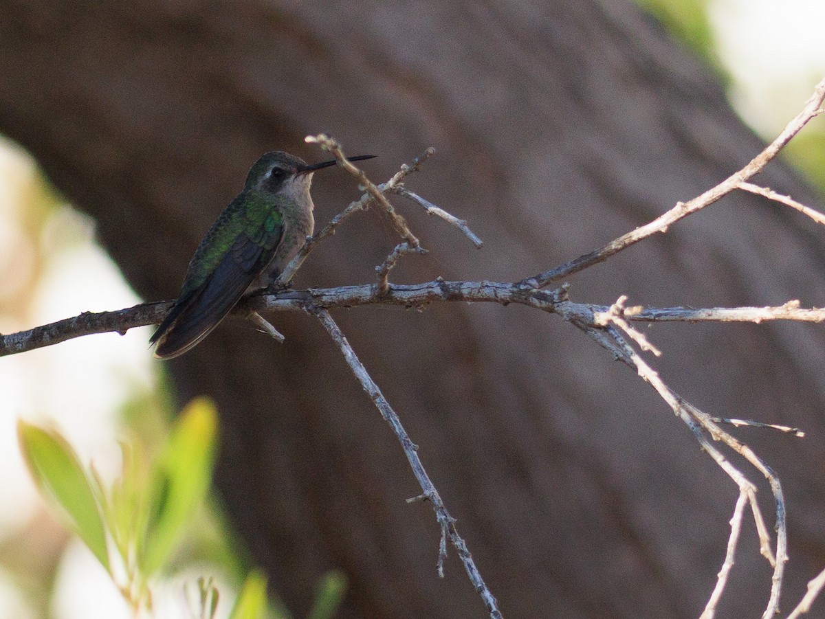 Broad-billed Hummingbird - ML609237044