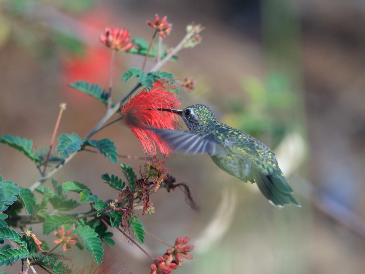 Broad-billed Hummingbird - Gary Nunn