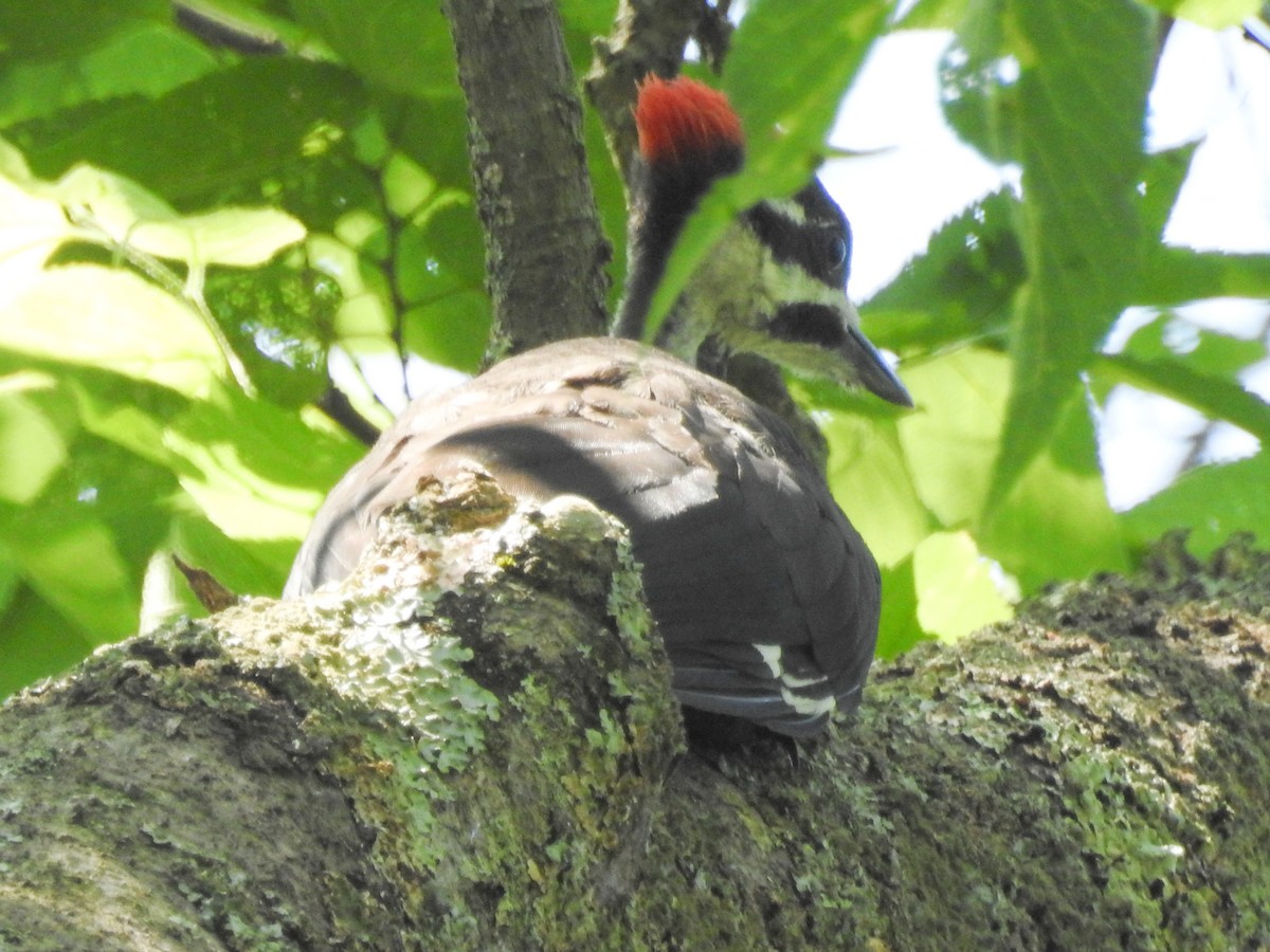 Pileated Woodpecker - Bill Bertke