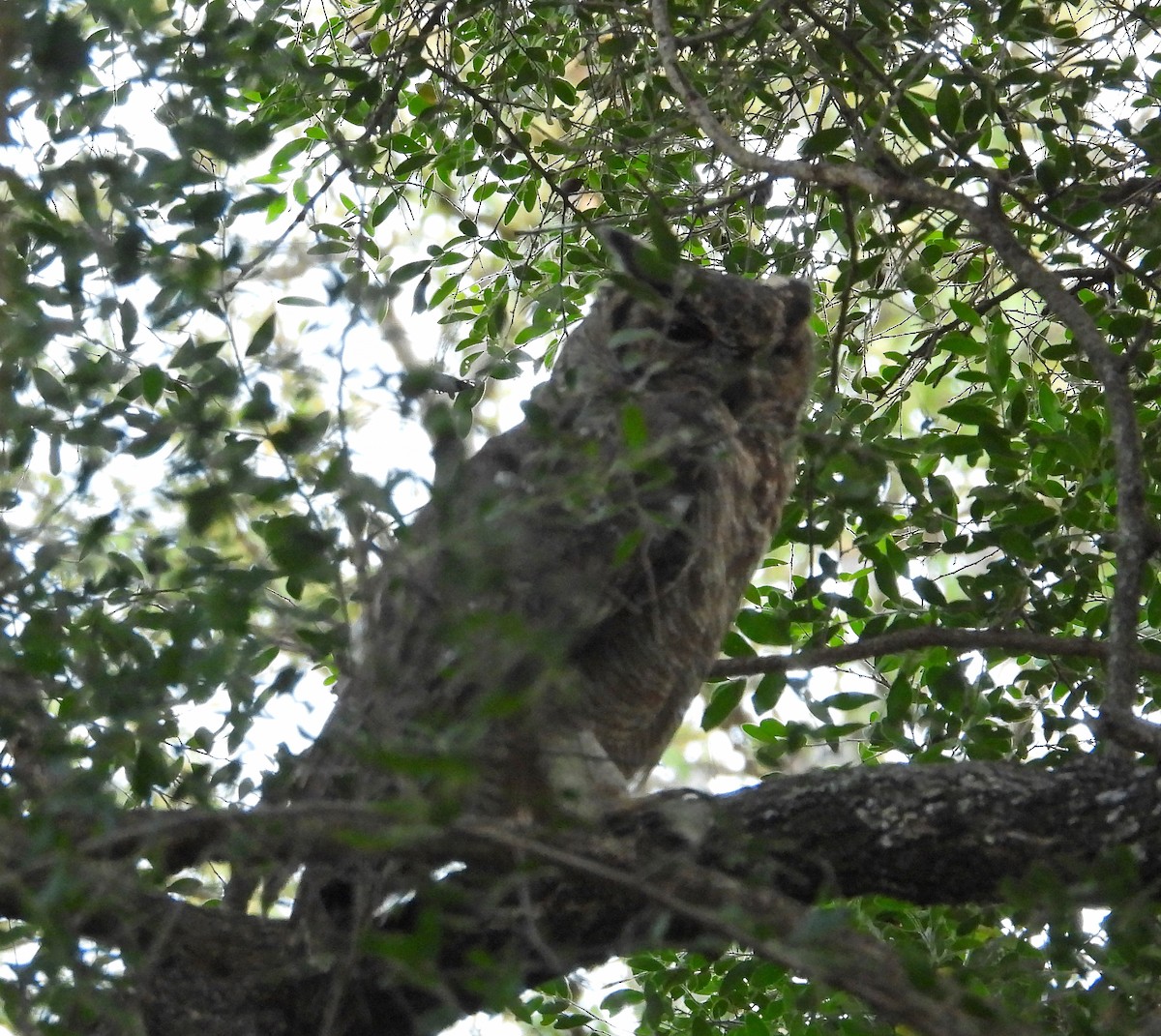 Spotted Eagle-Owl - ML609237319