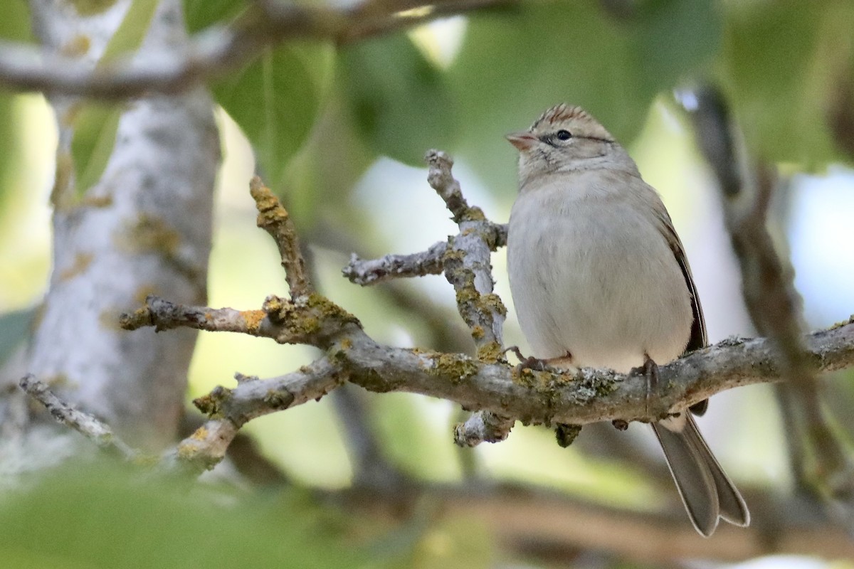 Chipping Sparrow - ML609237323